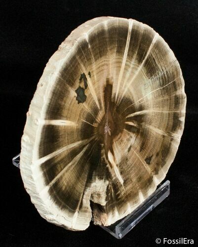 Zimbabwe Petrified Wood Slab ( / inches) #2735